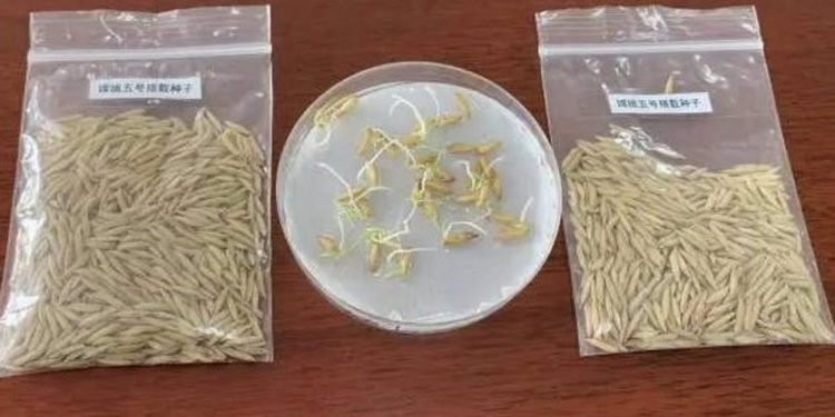 Así lucen las semillas de arroz que brotaron en la Luna