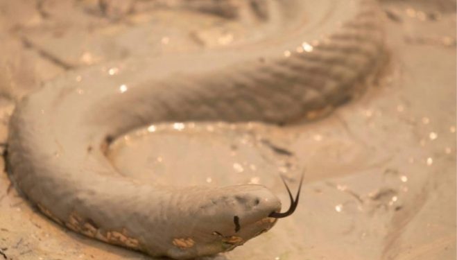 Una serpiente sería la clave para impedir reproducción del Covid 19