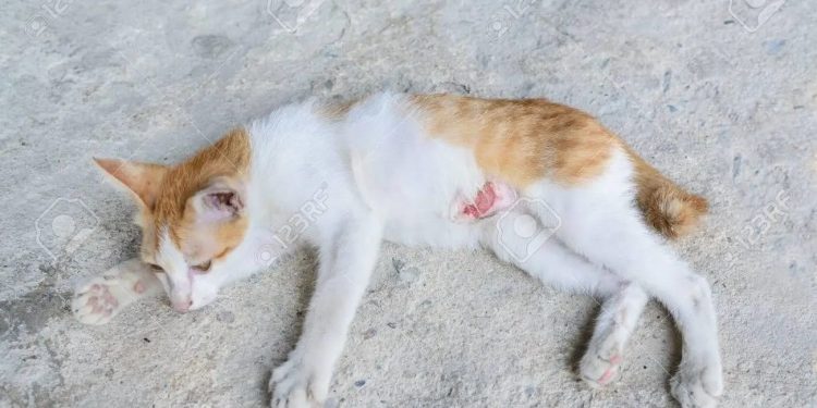 Como si fuera una bola de béisbol batean a un gato en Yatí