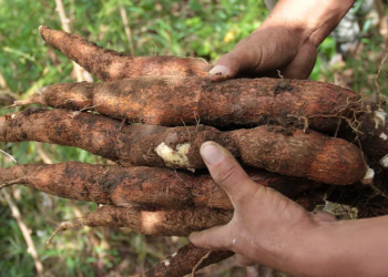 Corpoica crea genotipos de yuca en la región caribe