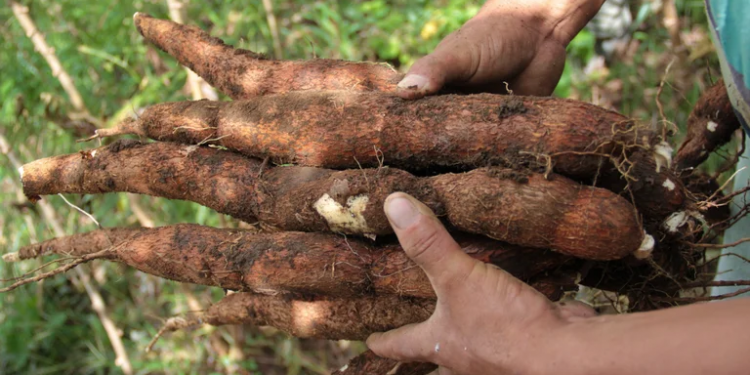 Corpoica crea genotipos de yuca en la región caribe