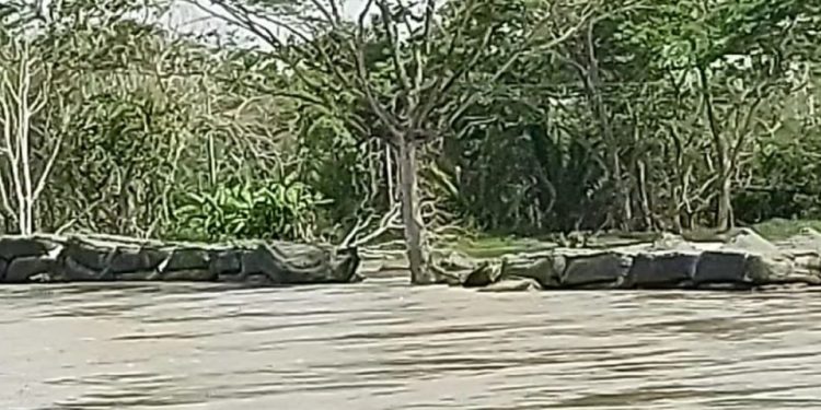 Otra vez “Cara e Gato” inunda La Mojana