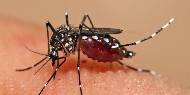Alerta Sanitaria en Sucre: Nuevo Mosquito Tigre Amenaza con Propagar Dengue y Otras Enfermedades